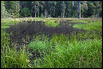 Dark pond, Hoh rain forest. Olympic National Park, Washington, USA.