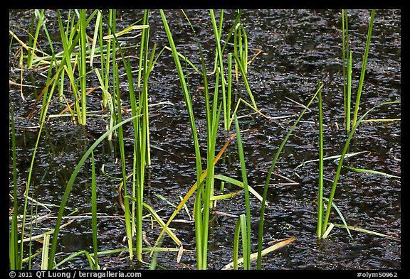 Grasses and black pond water. Olympic National Park (color)