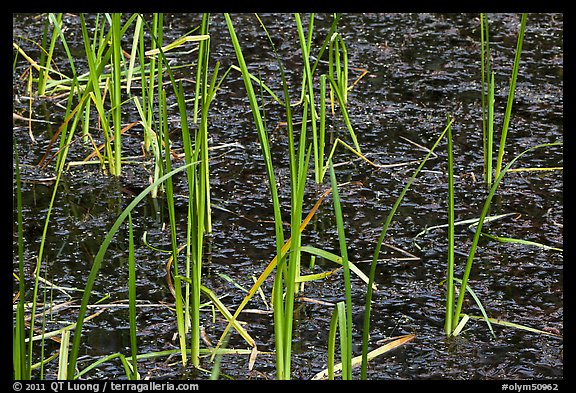 Grasses and black pond water. Olympic National Park (color)