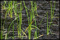 Grasses and black pond water. Olympic National Park ( color)