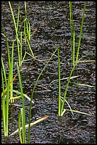 Reeds and stagnant water. Olympic National Park, Washington, USA. (color)