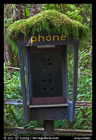 Phone booth covered by moss. Olympic National Park, Washington, USA.