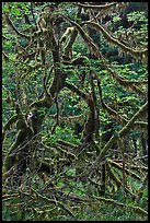 Trees and mosses, Hoh rainforest. Olympic National Park, Washington, USA.