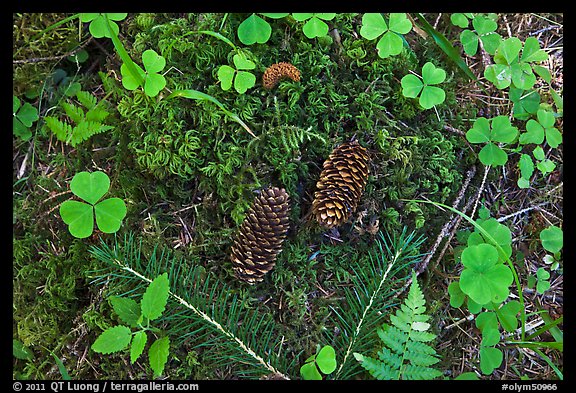 Forest floor, Hoh rain forest. Olympic National Park, Washington, USA.