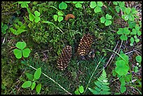 Forest floor, Hoh rain forest. Olympic National Park ( color)