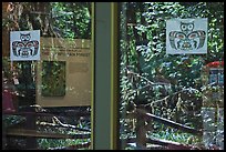 Rain forest, Hoh rain forest visitor center window reflexion. Olympic National Park, Washington, USA.