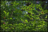 Branches and berries, Quinault rain forest. Olympic National Park, Washington, USA. (color)