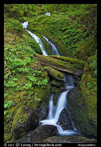 Merriman Falls. Olympic National Park (color)