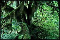 Moss-covered old tree in Hoh rainforest. Olympic National Park, Washington, USA.