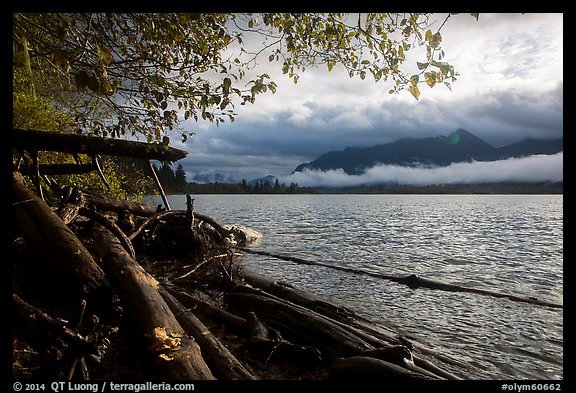 Lake Quinault from July Creek. Olympic National Park (color)