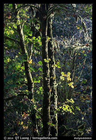 Backlit maple trees, July Creek. Olympic National Park (color)