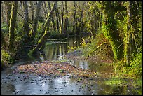 Creek, Maple Glades, Quinault. Olympic National Park ( color)