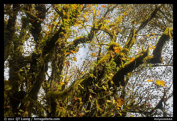 Looking up moss-covered big leaf maple tree in autumn. Olympic National Park (color)