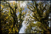 Looking up moss-covered big leaf maple trees in autumn. Olympic National Park, Washington, USA.