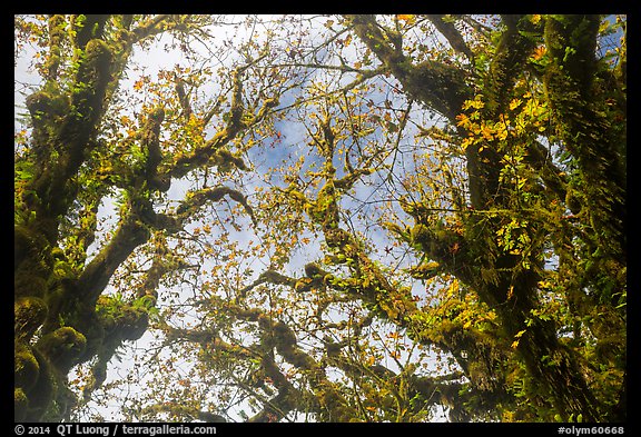 Looking up moss-covered branches and yellow leaves of big leaf maple trees. Olympic National Park (color)