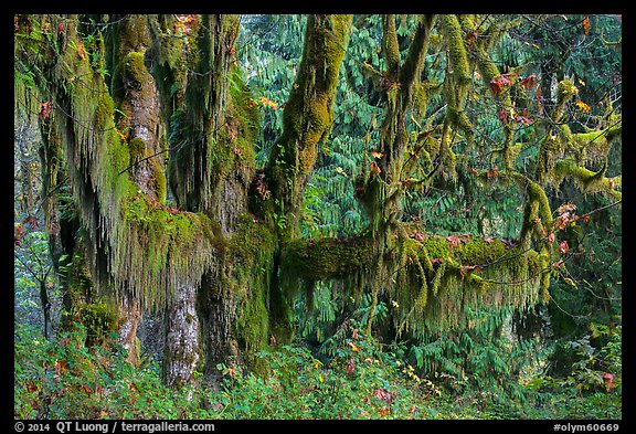 Draping Selaginella moss over big leaf maple, Maple Glades, Quinault. Olympic National Park (color)
