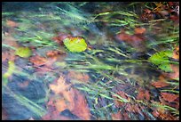 Clear water flowing in creek with grasses and leaves. Olympic National Park ( color)