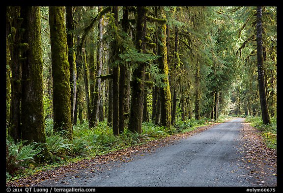 Unpaved road, Lake Quinault North Shore. Olympic National Park (color)