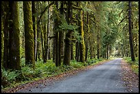 Unpaved road, Lake Quinault North Shore. Olympic National Park, Washington, USA.