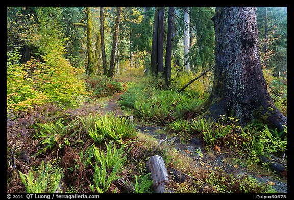 Irely Lake Trail in autumn, North Fork. Olympic National Park (color)