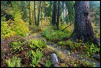 Irely Lake Trail in autumn, North Fork. Olympic National Park, Washington, USA.