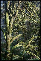 Moss-covered tree and light, Lake Quinault North Shore. Olympic National Park ( color)