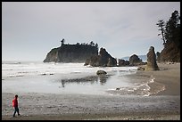 Visitor looking, Ruby Beach. Olympic National Park, Washington, USA.