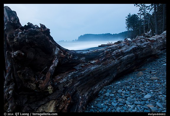 Driftwood tree at dusk, Rialto Beach. Olympic National Park (color)