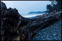 Driftwood tree at dusk, Rialto Beach. Olympic National Park ( color)