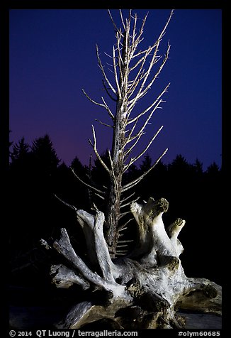 Driftwood and dead tree at night, Rialto Beach. Olympic National Park (color)