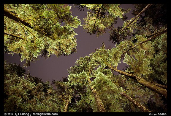 Looking up coastal forest at night, Mora. Olympic National Park, Washington, USA.