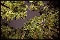 Looking up coastal forest at night, Mora. Olympic National Park ( color)