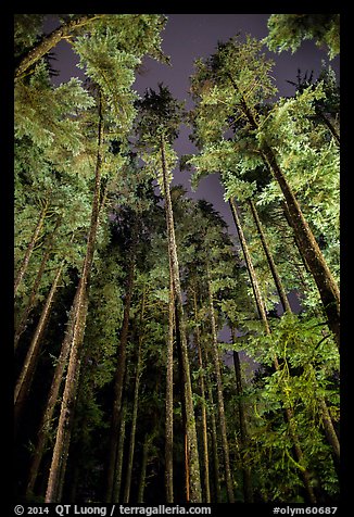 Tall coastal forest at night, Mora. Olympic National Park (color)