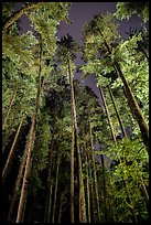 Tall coastal forest at night, Mora. Olympic National Park, Washington, USA.