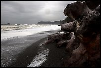 Driftwood and black pebble beach in stormy weather, Rialto Beach. Olympic National Park ( color)