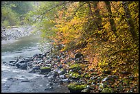 Trees in autumn foliage near Sol Duc River confluence. Olympic National Park, Washington, USA.