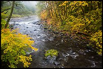 Confluence of North Fork and Sol Duc River in autumn. Olympic National Park, Washington, USA.