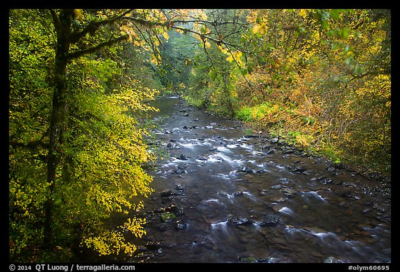North Fork of Sol Duc River in autumn. Olympic National Park (color)