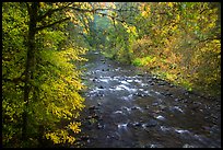 North Fork of Sol Duc River in autumn. Olympic National Park, Washington, USA.