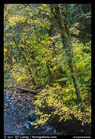 Trees and stream, Sol Duc. Olympic National Park, Washington, USA.