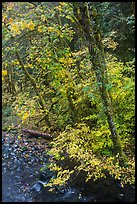 Trees and stream, Sol Duc. Olympic National Park, Washington, USA.