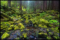 Stream flowing between mossy boulders in old growth forest. Olympic National Park ( color)