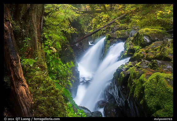 Soleduc Falls, gorge, and footbridge in autumn. Olympic National Park (color)