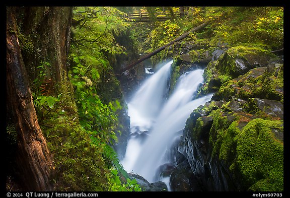 Soleduc Falls, gorge, and footbridge in autumn. Olympic National Park, Washington, USA.