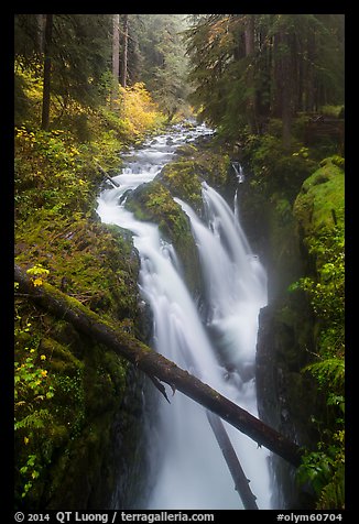 Soleduc Falls dropping into narrow gorge in autumn. Olympic National Park, Washington, USA.