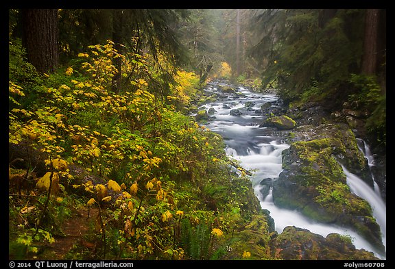 Sol Duc River in autumn. Olympic National Park (color)