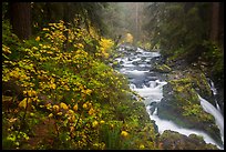 Sol Duc River in autumn. Olympic National Park, Washington, USA.