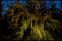 Draping club moss over big leaf maple at night, Hall of Mosses. Olympic National Park, Washington, USA.