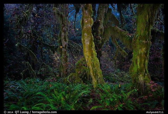 Maple grove at night, Hall of Mosses. Olympic National Park, Washington, USA.