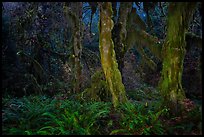 Maple grove at night, Hall of Mosses. Olympic National Park, Washington, USA.